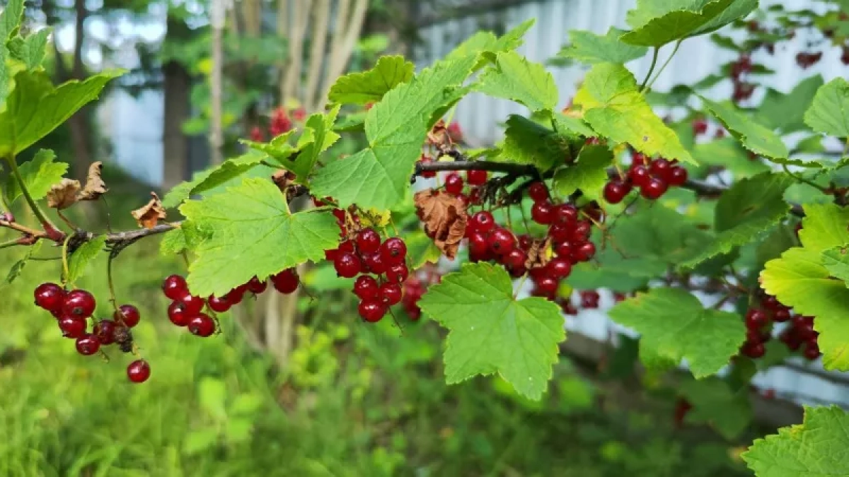 Весной смородине необходимо, как воздух: 15 г на 10 л воды — иначе ягод с гулькин нос