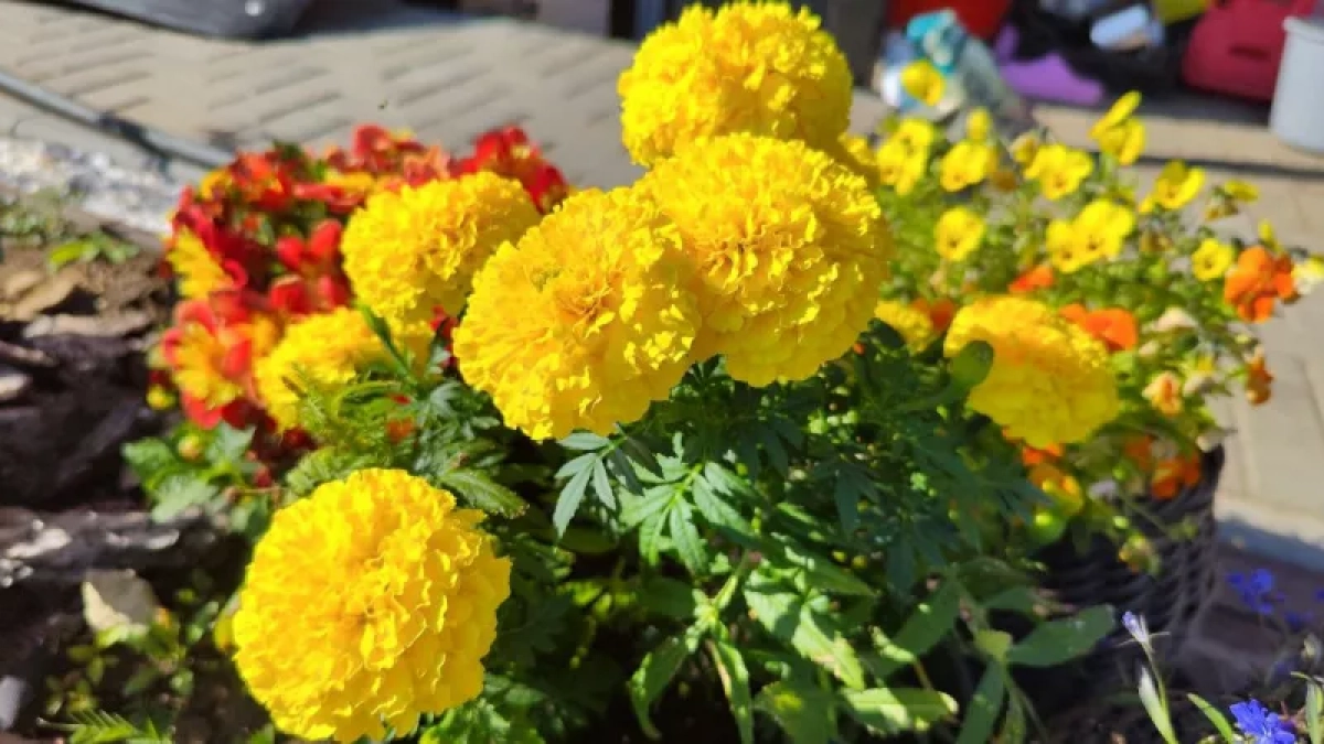 Бархатцы — невидимые враги вашего огорода: 4 места, где их быть не должно