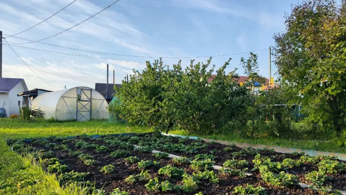 Мешаем жирную "кашу" 1:1 — удобряет почву мощнее прицепа навоза: грунт так и дышит плодородием