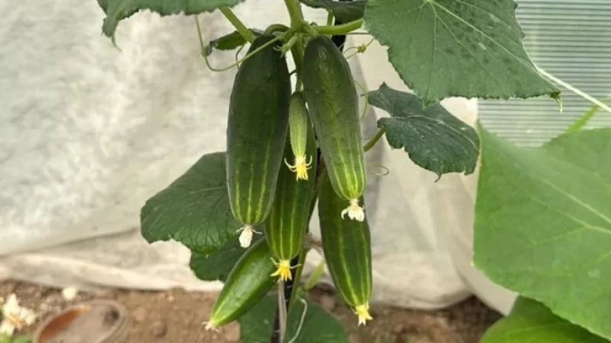 2 сорта огурцов, которые плодоносят с конца весны до поздней осени — фавориты дачников
