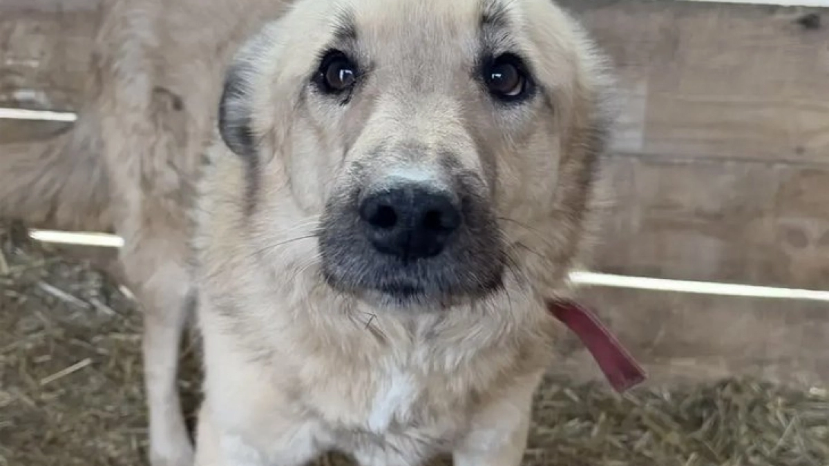 В Иркутской области мужчина ответит перед законом за стрельбу в бездомного пса