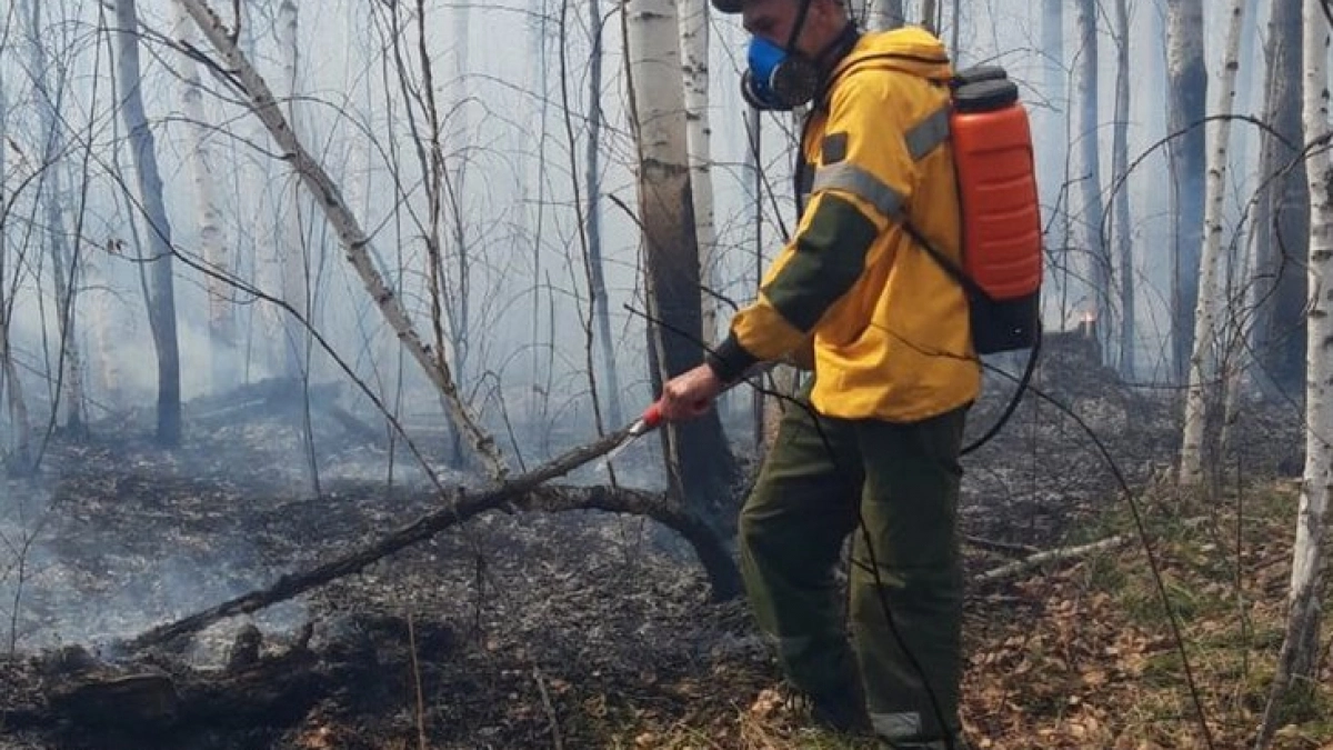 В Иркутской области потребовали взыскать миллионы с поджигателей леса