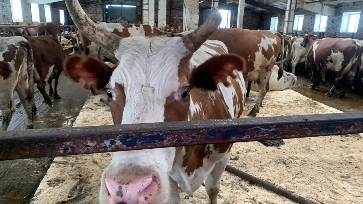 В Иркутской области хозяйка коровы заплатит 550 тысяч рублей за ДТП