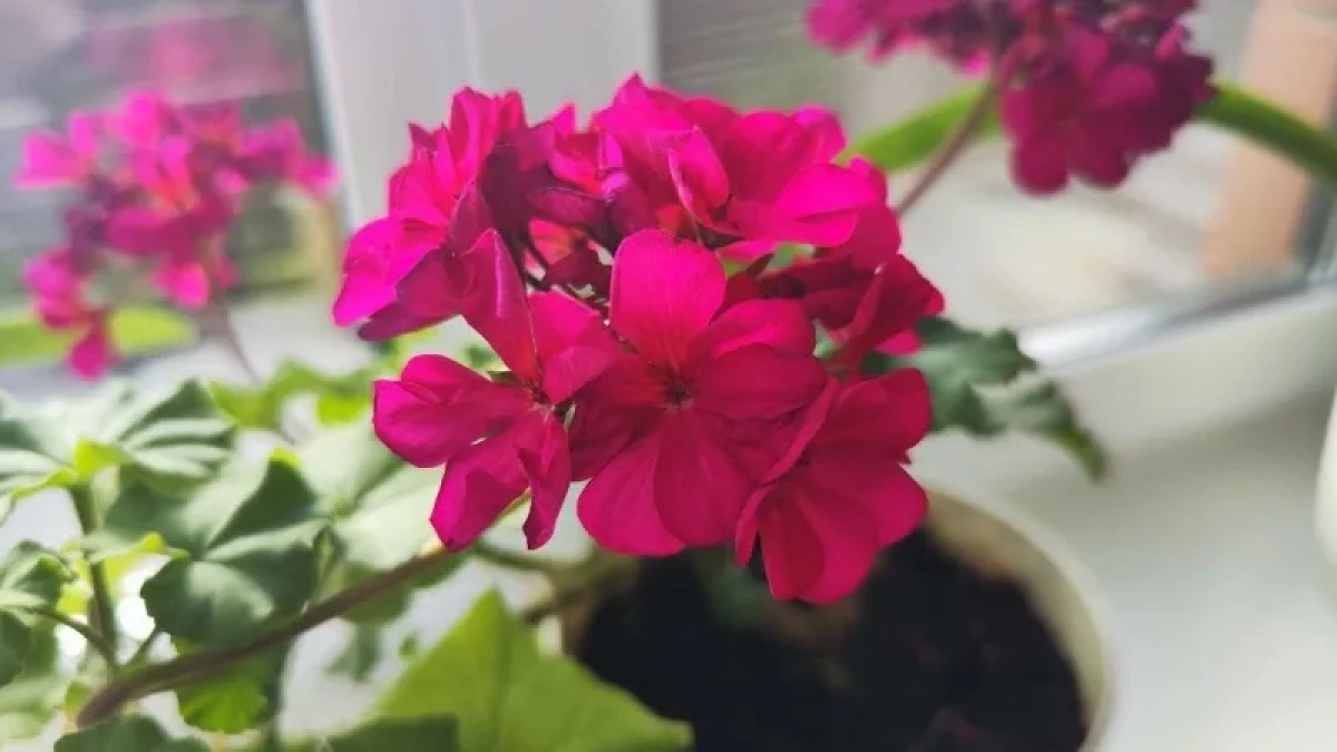 4 капли в молоко — и чахлая герань вспыхнет яркими цветочными шапками: не подкормка, а сказка