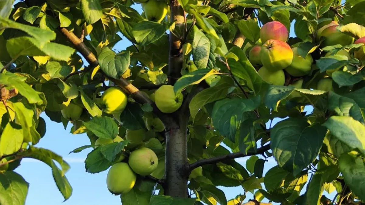 Эффективнее бархатцев: сажаем под яблоней 3 небольших кустика — муравьи с тлей все лето обходят дерево за версту