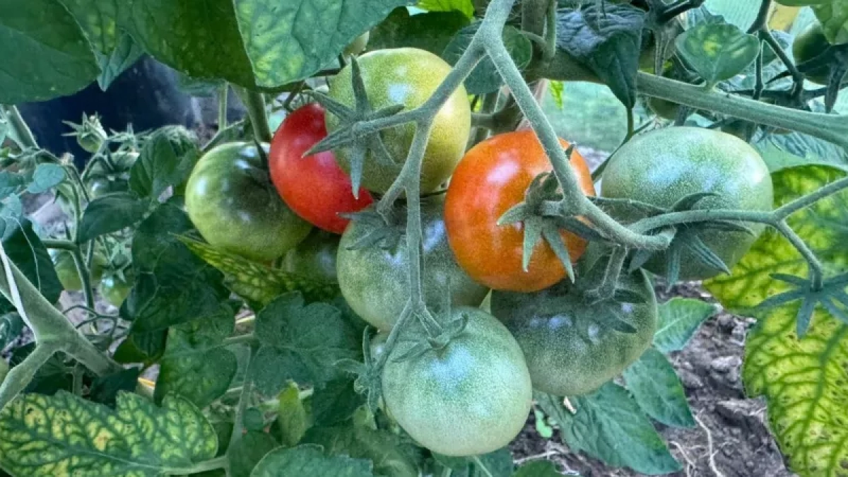 3 ошибки во "младенчестве", из-за которых ваша рассада томатов никогда не даст полноценный урожай — и как их избежать