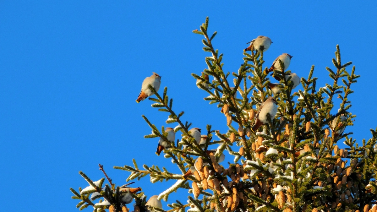 В Иркутской области предложили регулировать численность птиц с помощью отстрела