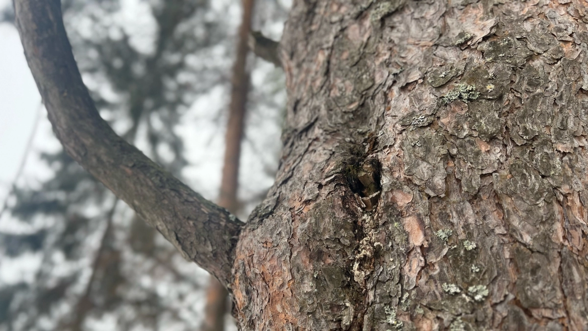 В Иркутской области суд взыскал с лесопользователей более 15 миллионов рублей