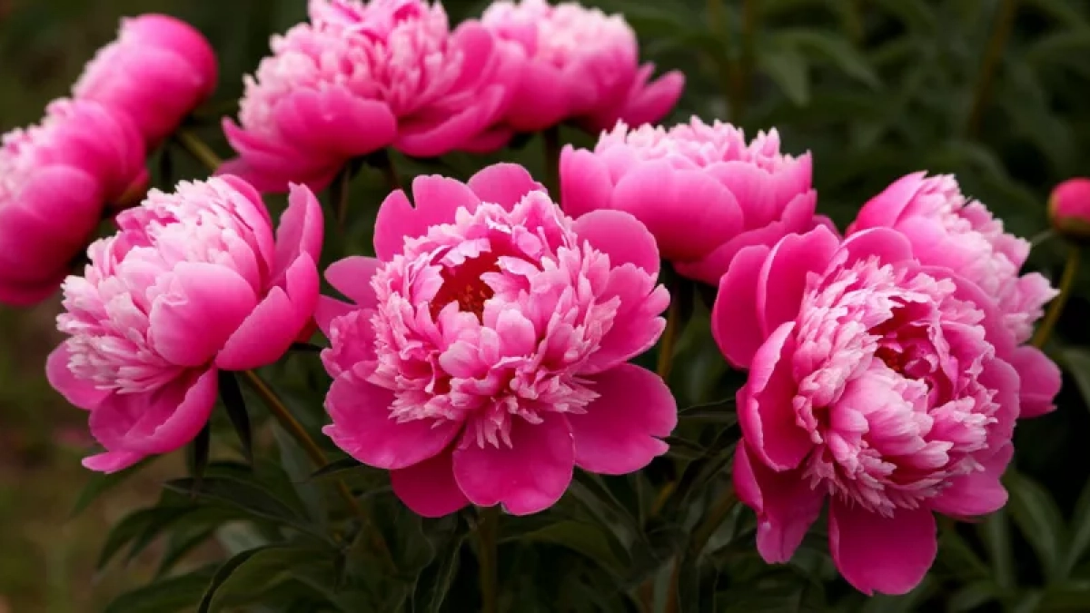 Кормлю пионы весной в 3 приема: куст перестал жировать и покрылся пышными цветами