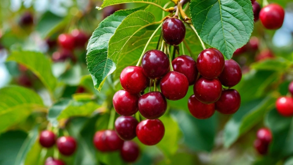 Залил вишню ледяной водой — и ветки трещат от ягод: способ, которому не учат в школах