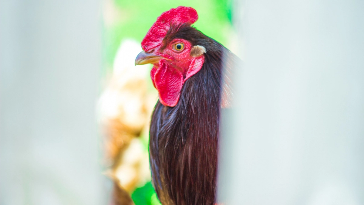 Жителей Иркутской области призвали уберечь домашнюю птицу от контакта с дикими сородичами