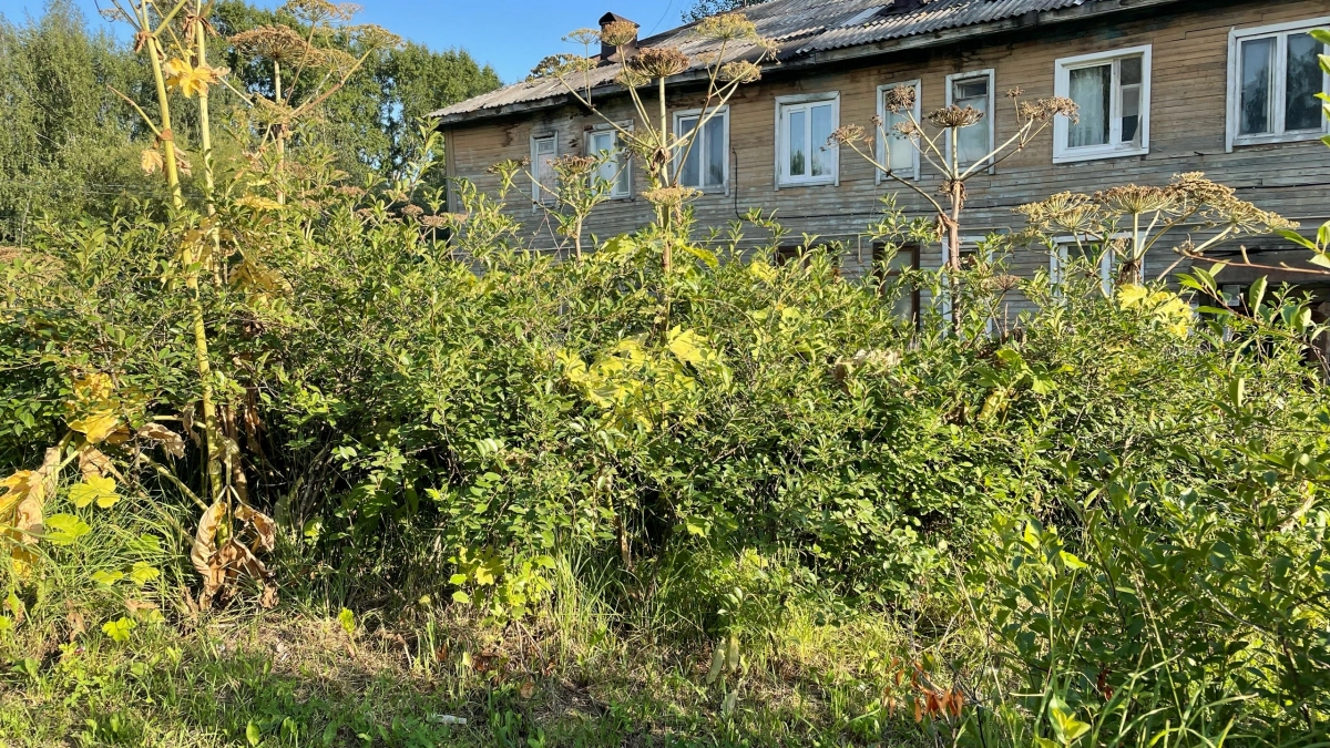 В Иркутской области борщевик Сосновского признали опасным видом