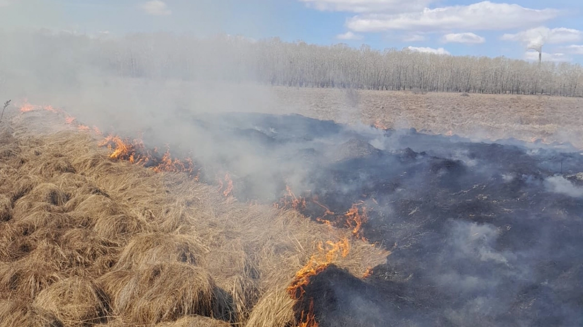 В Усолье-Сибирском власти разрешили контролируемый отжиг сухой травы при соблюдении строгих правил