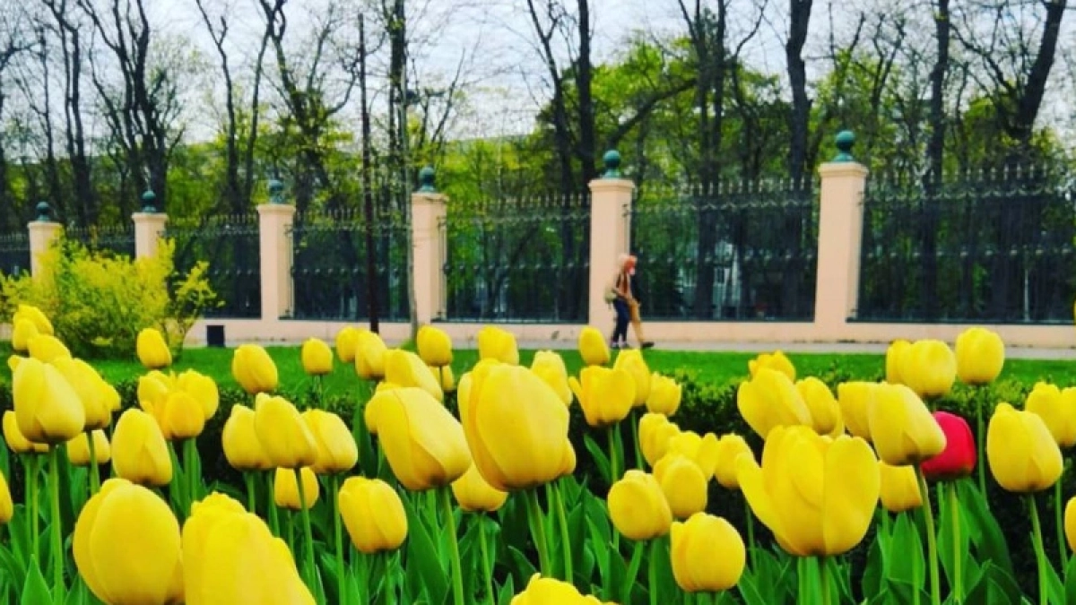 Секрет роскошных тюльпанов: 2 ложки на клумбу в апреле — цветут ярко и долго, как на полях Голландии