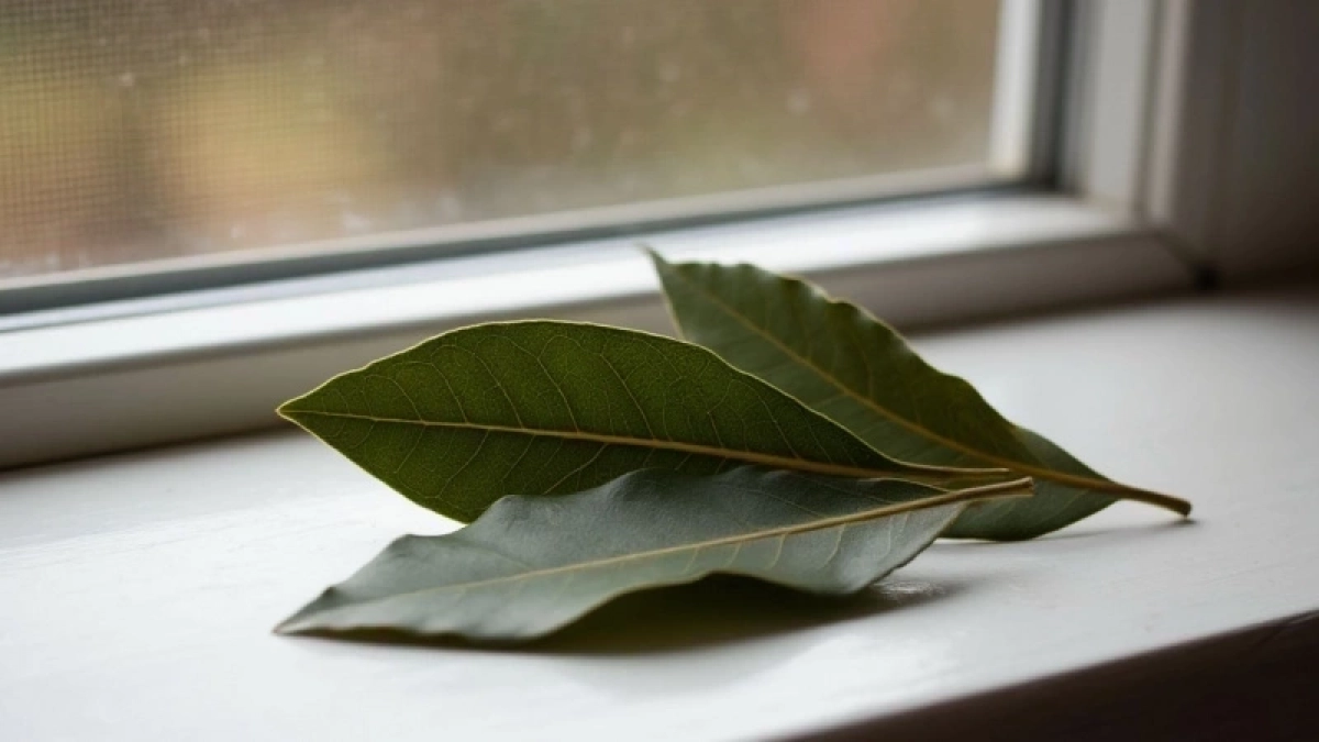 Лавровый лист засыпаю солью — весь апрель не нарадуюсь своей хитрости: полезный совет для всех домохозяек