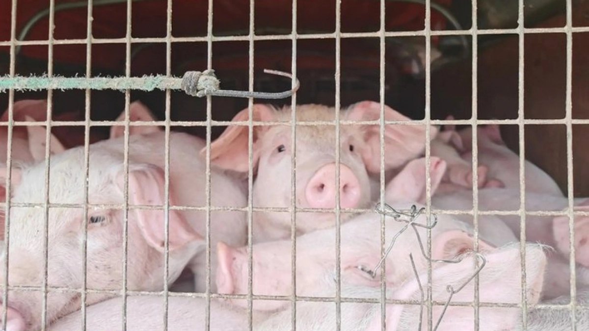 Из Усольского района пытались вывезти сотню поросят без документов