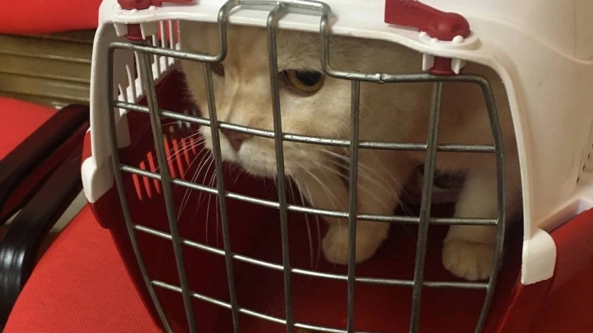 Из Иркутской области за границу уехали 54 кошки и собаки