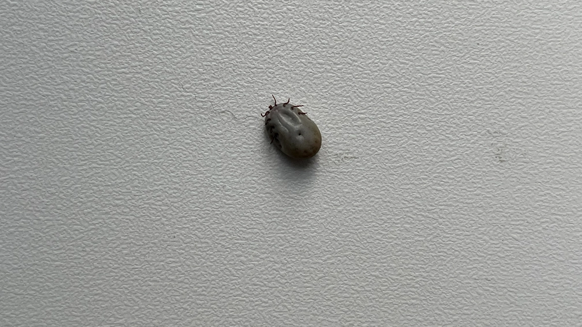 В Иркутской области с начала эпидсезона от клещей пострадали 27 взрослых и 18 детей