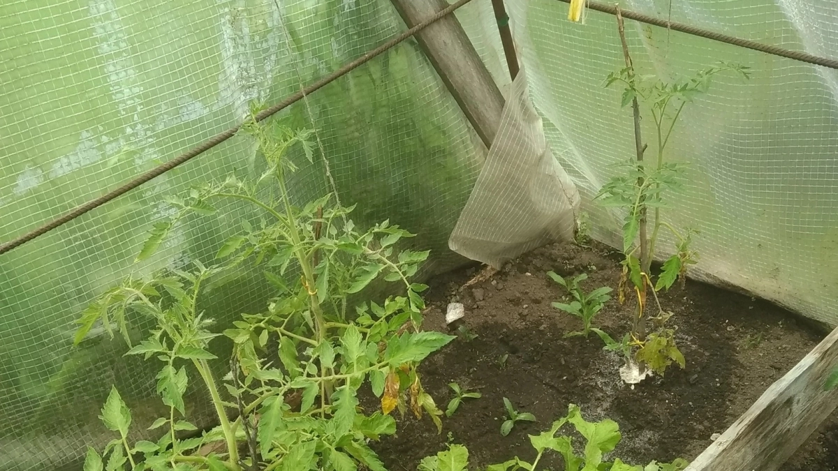 Когда нужно менять грунт в теплице: 3 признака, что пора заменить землю