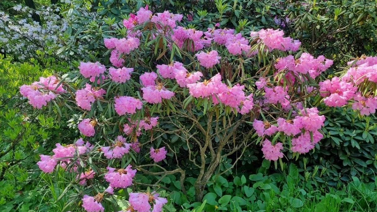 Клумба для ленивых: 7 цветов, которые цветут всё лето без ухода и заморочек