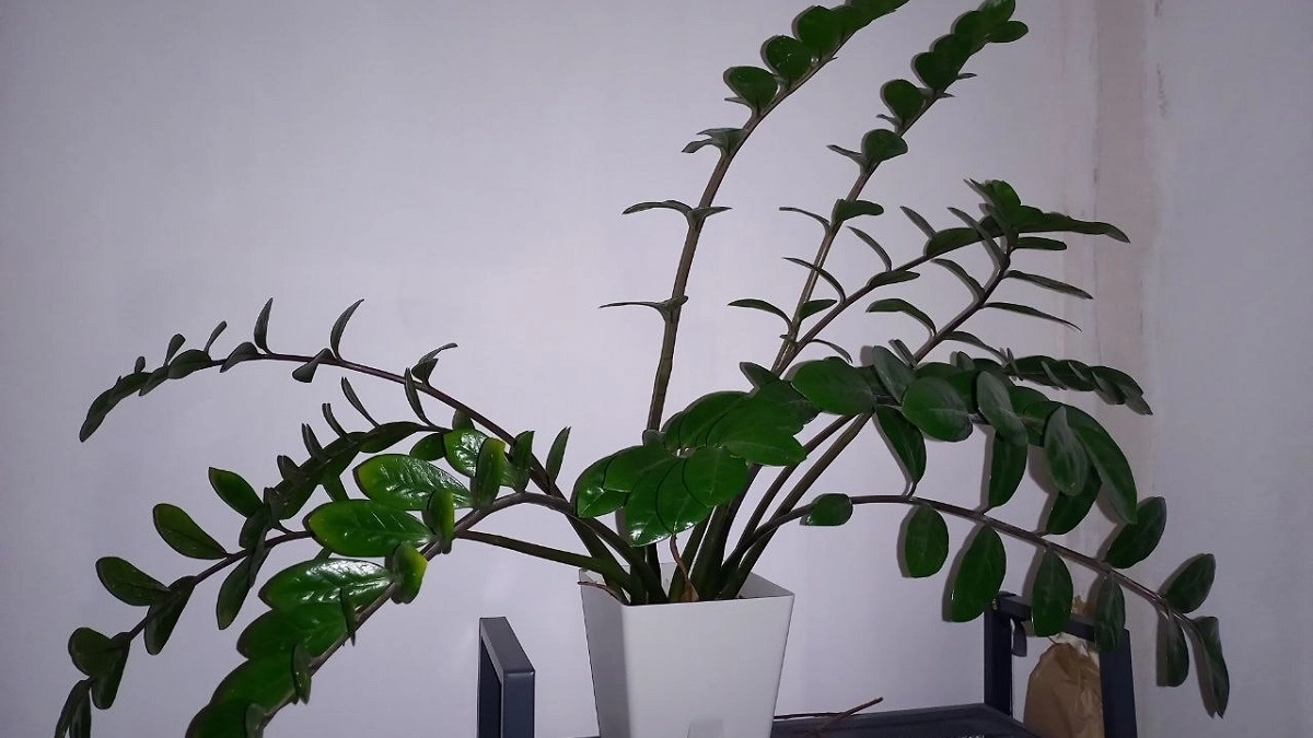 Ложка крупы в апреле — плюс 10 побегов замиокулькаса в месяц: чем кормлю "денежное дерево"