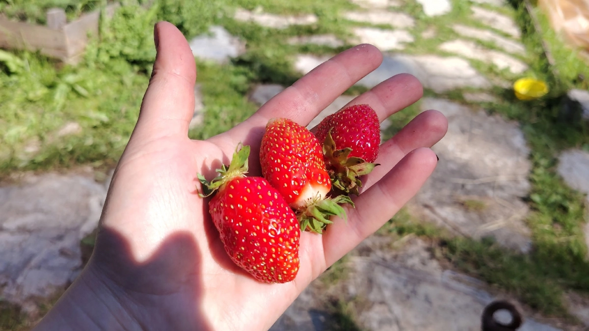 Клубничный секрет: что срочно сделать на грядках в мае, чтобы тазами собирать урожай