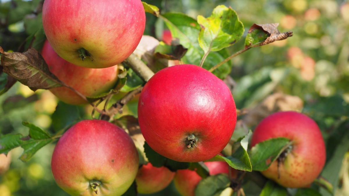 3 горсти под яблоню — и плодожорка сбегает на соседний участок: яблоки наливаются румянцем, внутри ни одного червячка