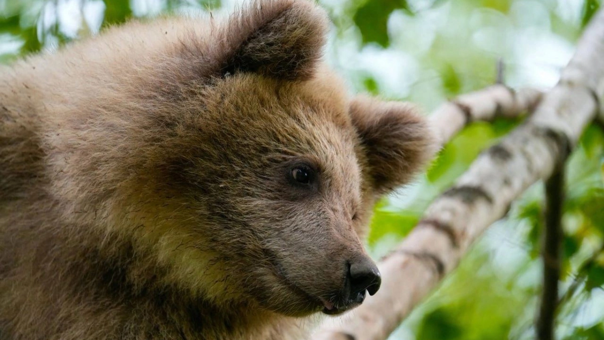 В Иркутской области спасли ослабленного медвежонка и передали его ветеринарам
