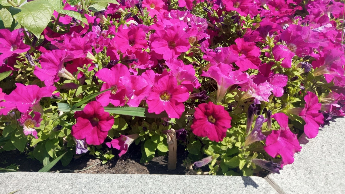 Лучшие бордюрные цветы: 20 красивых многолетников для бордюров, которые растут без вашего внимания