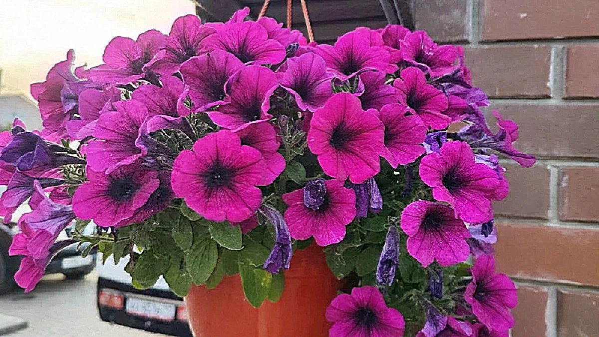 Петунии весной — обязательно: 4 процедуры и клумба радует роскошным цветением все лето