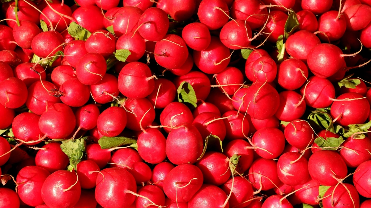Как правильно сажать редис весной и какие сорта идеально подходят для первого посева