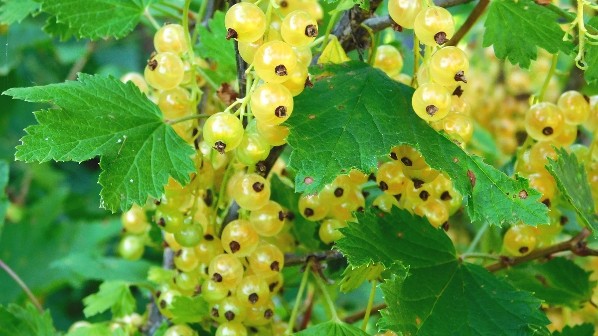 Знаете ли вы, что можно сделать, если еще не успели ошпарить смородину кипятком?