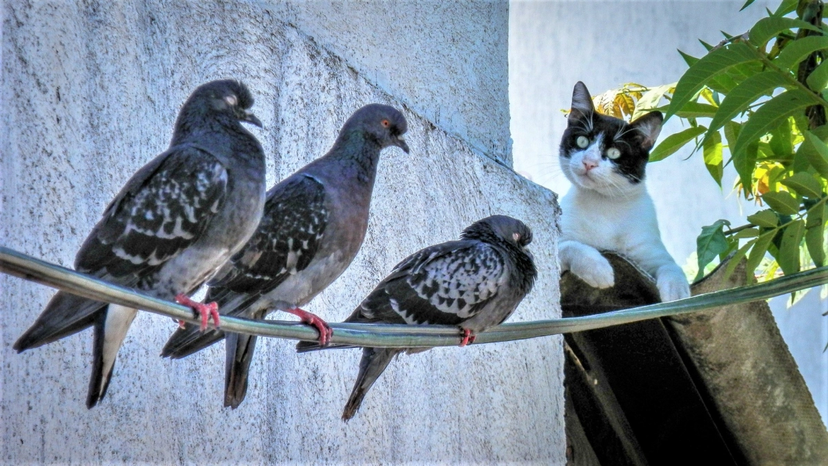 Соседка кормит птиц из своего окна: как отпугнуть голубей с балкона - простые и гуманные способы