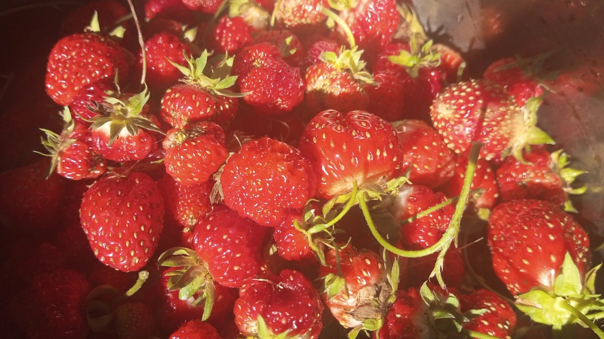 Чайная ложка до цветения — и клубника вырастает с гигантский орех: секрет мясистых и сладких ягод