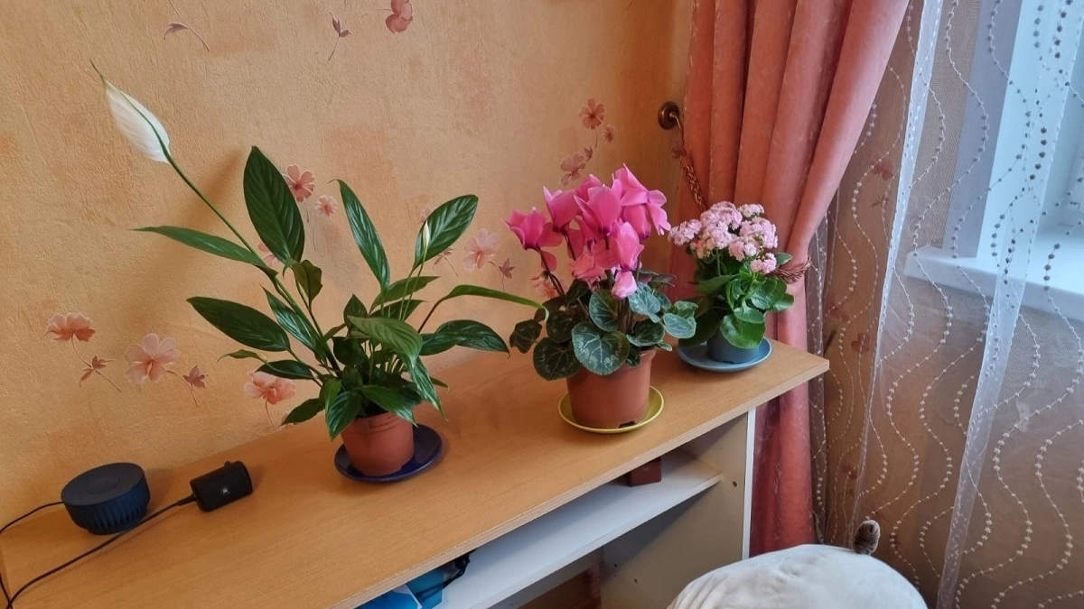 Как часто нужно поливать спатифиллум: подробный гид по уходу за «женским счастьем»