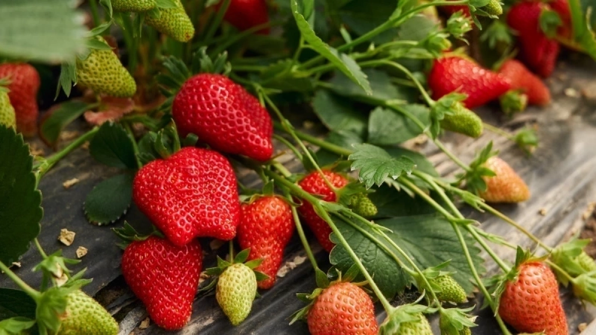 Ягод как звезд на небе: разводим 10 капель в ведре — и поливаем клубнику