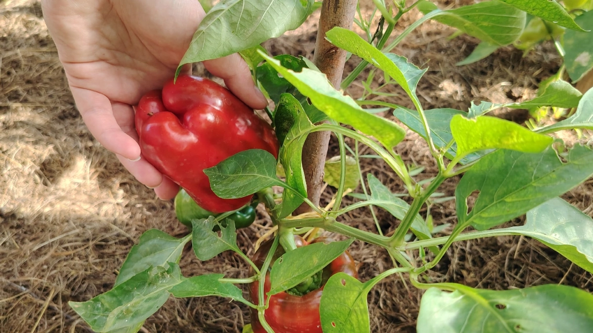 Готовьте тачку: перцы попрут как на дрожжах - 5 простых правил без марганцовки, соды, нашатыря и зеленки