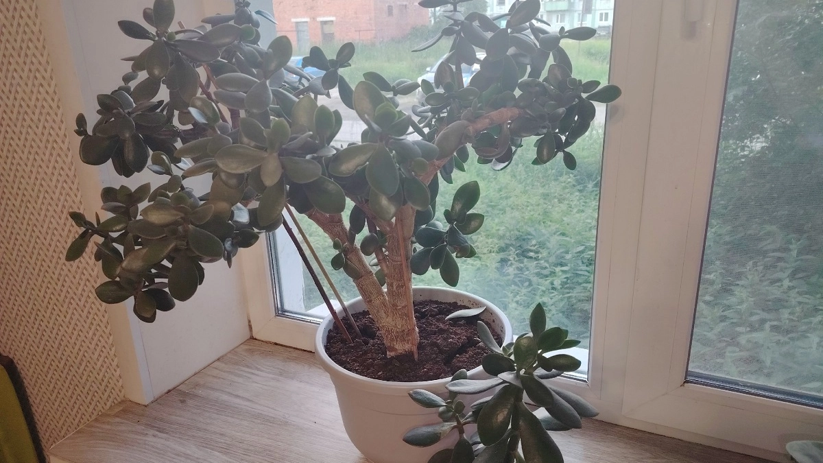 Для насыщения листочков толстянке — обязательно: 1 стакан в горшок — и суккулент сочный и "жирненький"