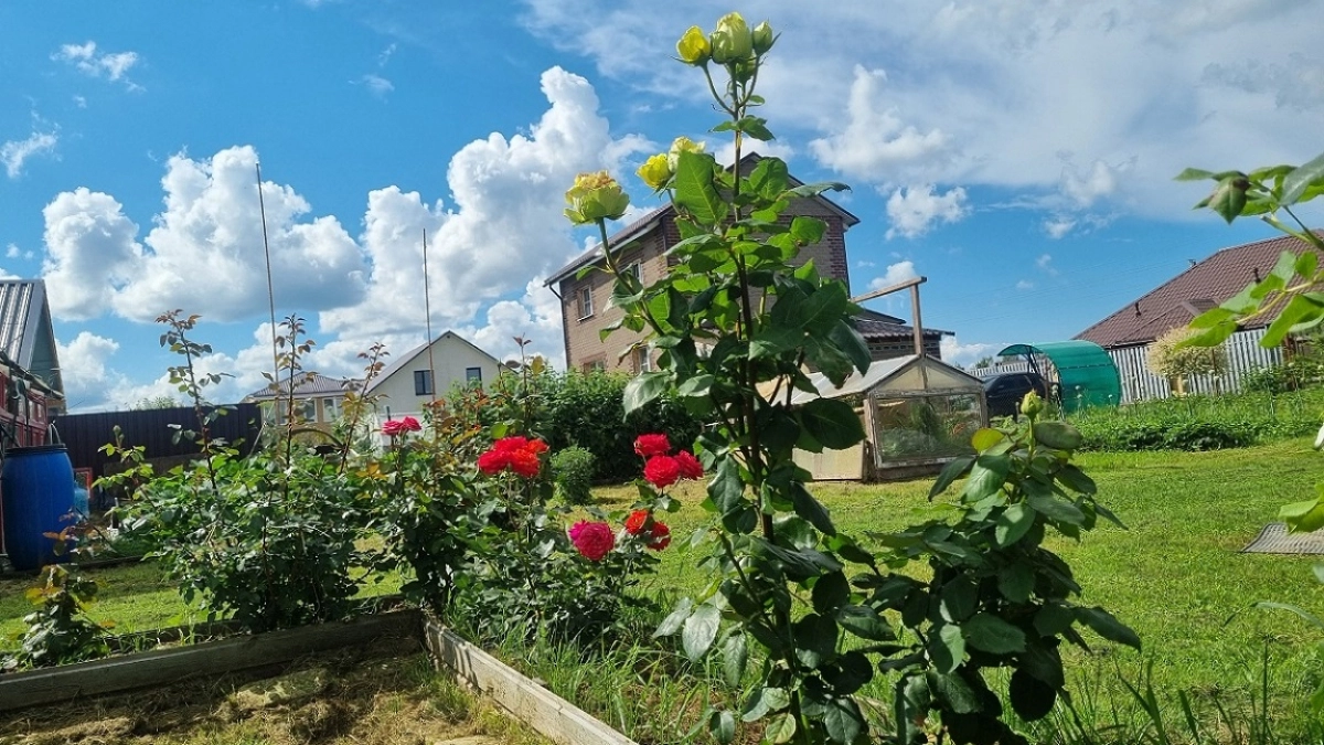 Посадите это рядом с розами - и они расцветут, как никогда раньше: растения‑компаньоны, о которых мало кто знает
