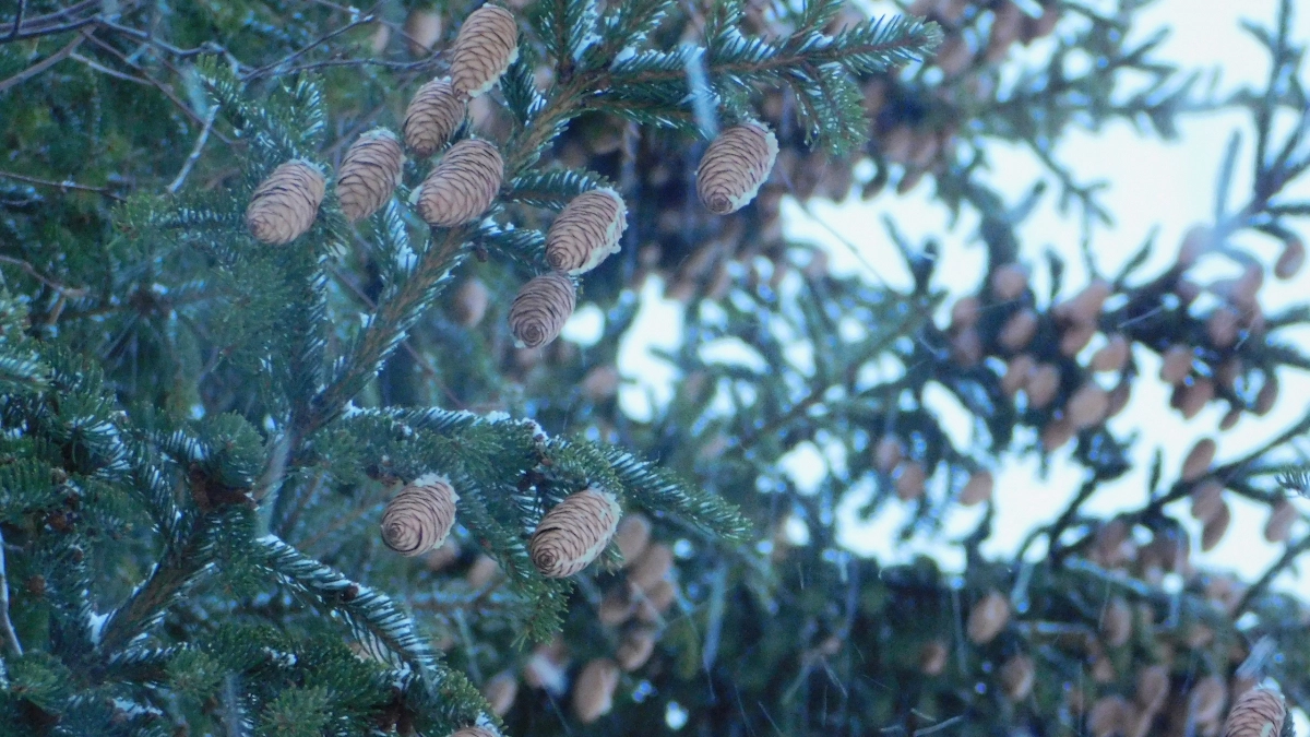 В Иркутской области 15 апреля ожидается снег и перепады температуры