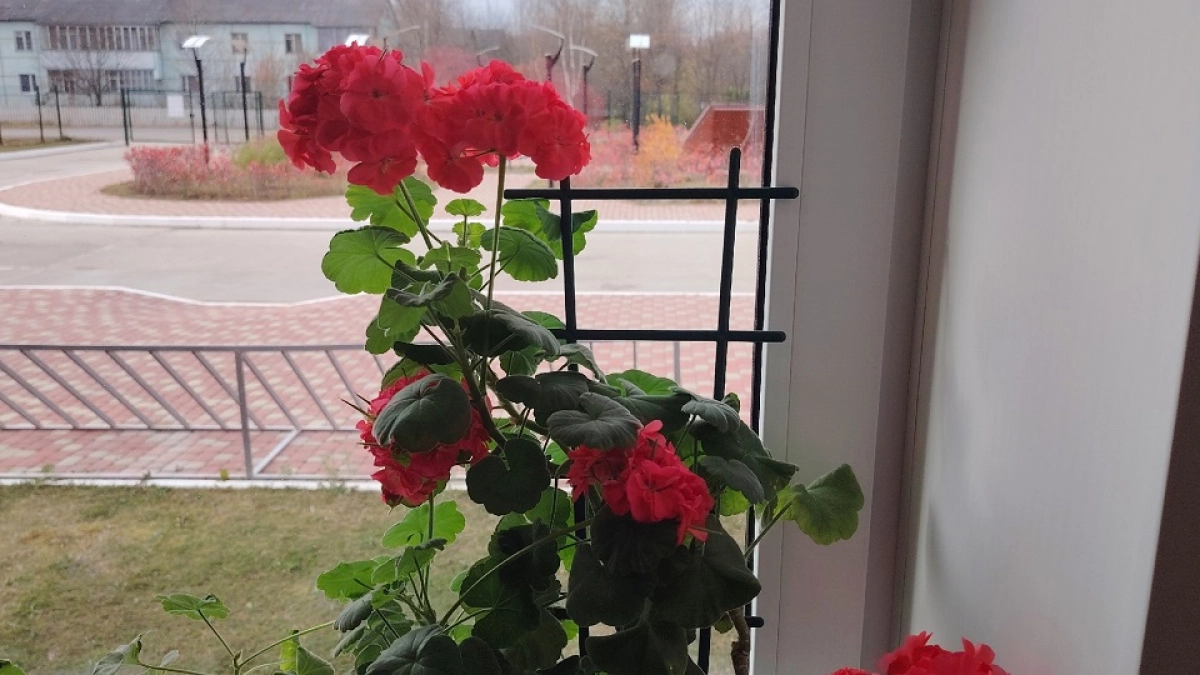 Герань будет радовать пышными шапками круглый год - простые хитрости о которых я раньше не знала