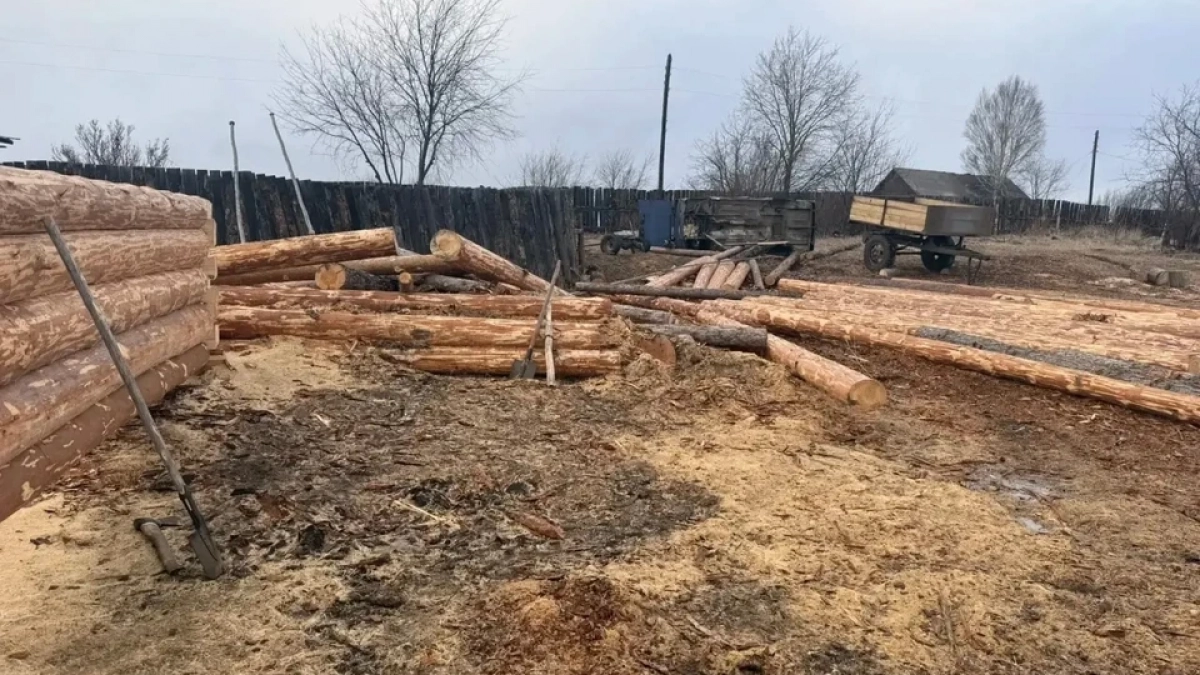 В Иркутской области мужчина срубил лиственницу и сосну на 737 тысяч рублей