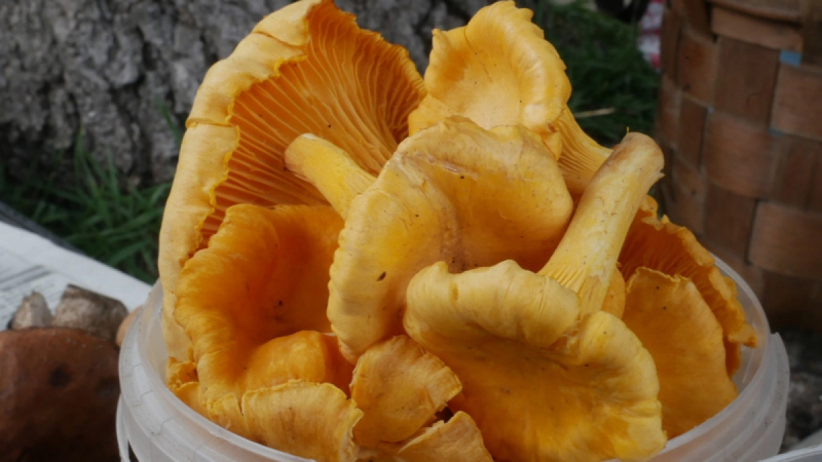 Ученые назвали самый полезный гриб: не шампиньоны, не вешенки и в 2 раза полезнее лисичек