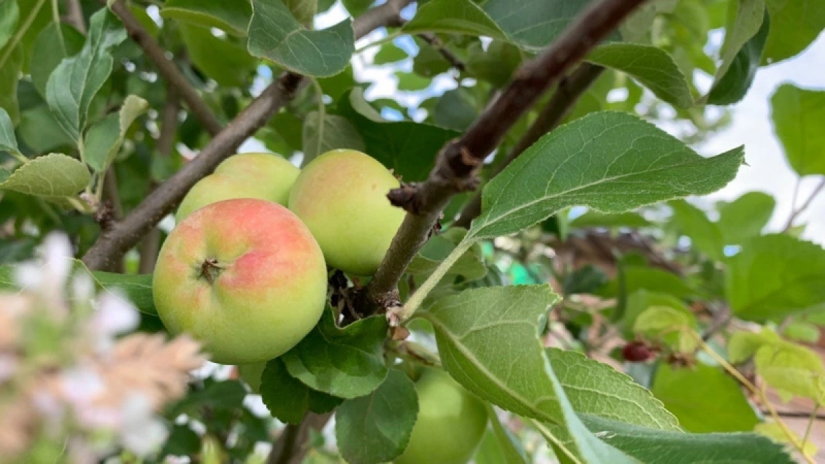 В СССР яблони подкармливали только так: 4 удобрения стоят копейки, а ветки гнутся до земли от урожая