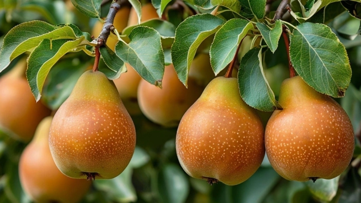 200 г под дерево – и груши вырастут слаще меда и сочнее арбуза: делаем это сразу после схода снега