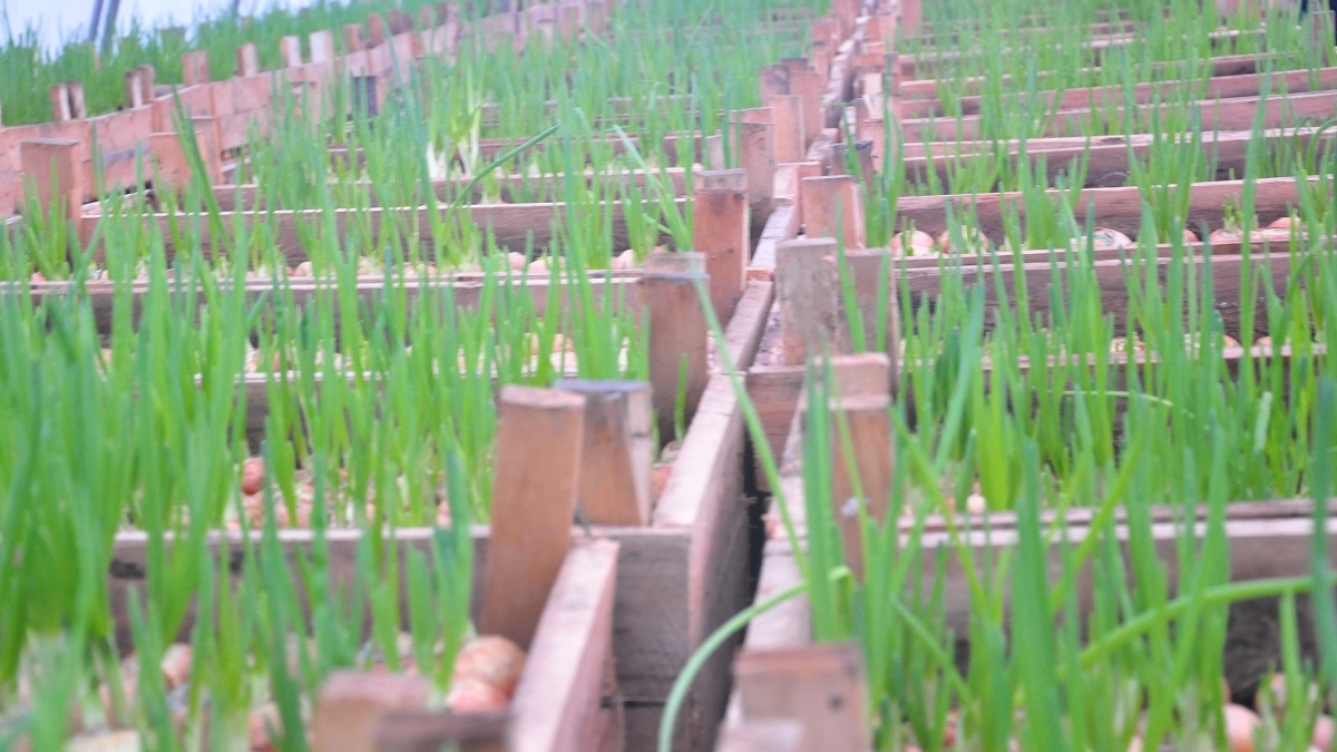 1 стакан на грядку - луковицы с кулак, перья ярко-зеленые: умная схема полива