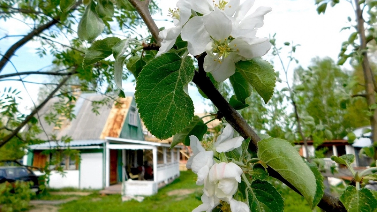 В апреле яблоня умоляет о такой подкормке: 2 ведра под дерево – и урожай хоть КАМАЗами вывози