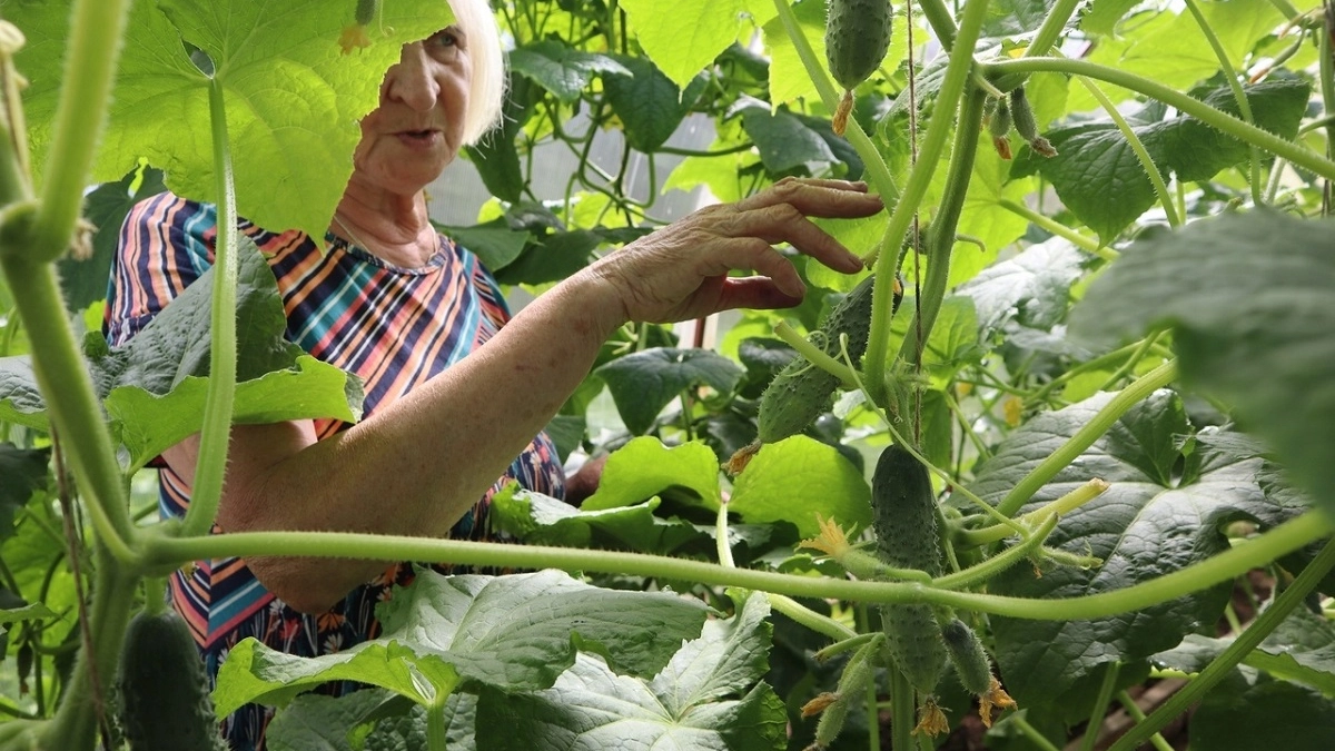 Агроном рассказал, как ускорить созревание огурцов - станут сочными и хрустящими на глазах