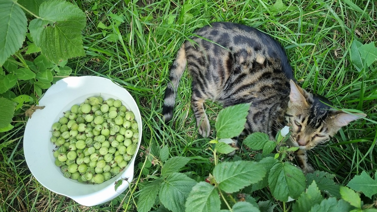 Чем подкормить крыжовник весной для хорошего урожая: ягоды будут сладкие, размером с виноград