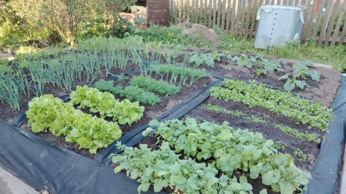 Миска крупы вместо 10 кг навоза: бросаем на безжизненную почву - весной земля богаче чернозема